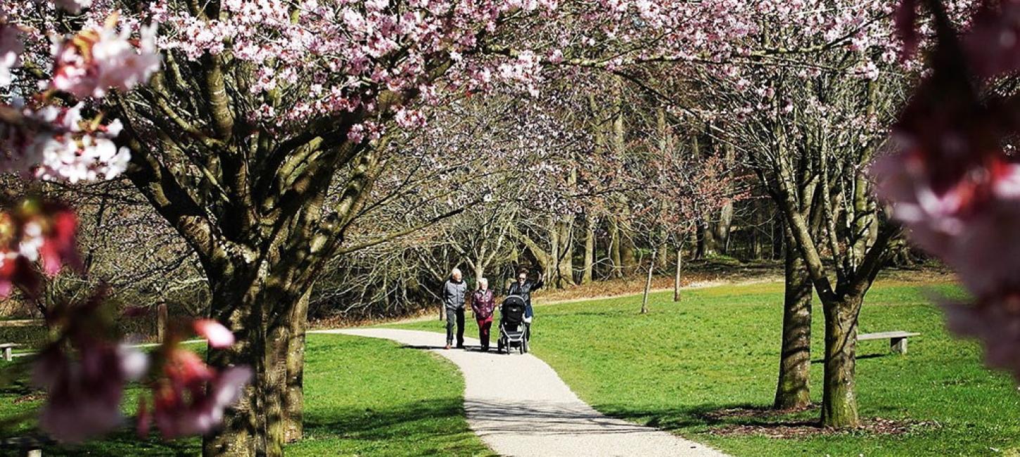 Japanske kirsebærtræer i Marselisborg Mindepark