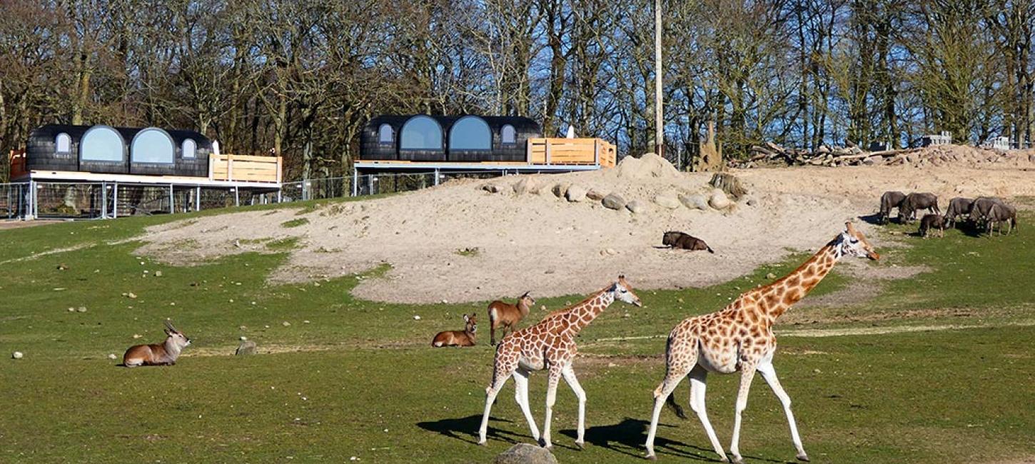 Overnatning i Ree Park Safari ved girafferne