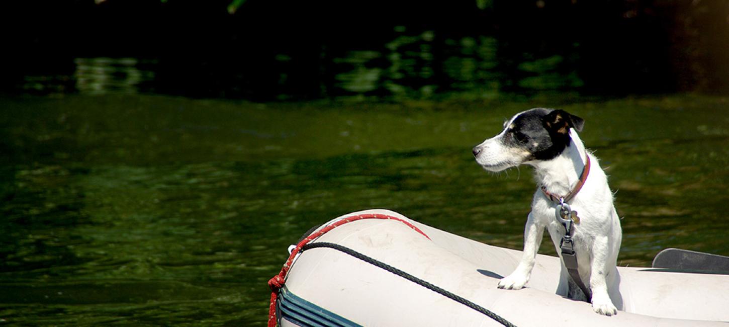 Hund sejler i båd