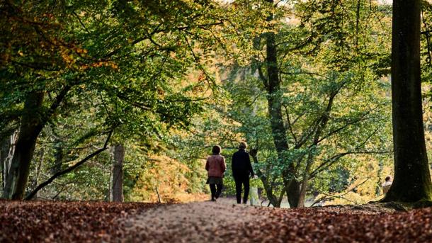 Par går efterårstur i skoven i Aarhus